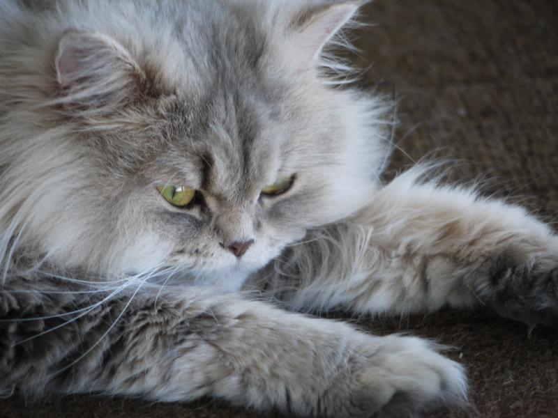 kitten